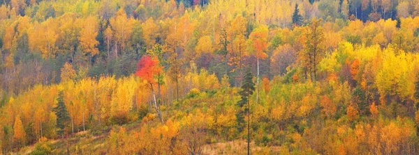 Picturesque Panoramic Aerial Landscape Golden Autumn Forest Mighty Trees Soft — Stock Photo, Image
