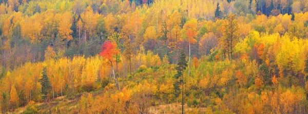 中国金秋森林的风景如画的全景空中景观 高大的树木 柔和的阳光 生态旅游 环境保护 — 图库照片