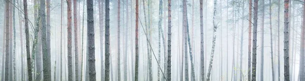 Majestic Evergreen Forest Fog Mighty Trees Green Golden Plants Panoramic — Fotografia de Stock