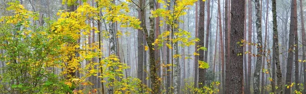 Sis içindeki görkemli yeşil orman. Güçlü ağaçlar, yeşil ve altın bitkiler. Panoramik manzara. Saf doğa, ekoloji, sonbahar, eko-turizm, çevre koruma