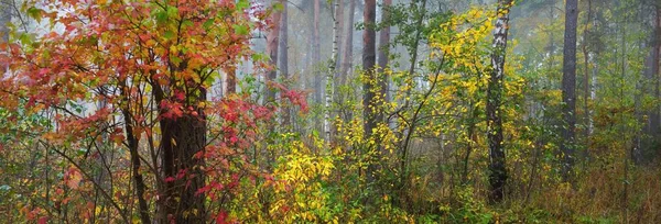 Malerische Panoramische Luftlandschaft Des Goldenen Herbstwaldes Nebel Mächtige Bäume Natur — Stockfoto