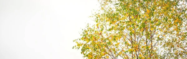 Złote Drzewo Gęstej Białej Mgle Dzień Zachmurzenia Panoramiczny Jesienny Krajobraz — Zdjęcie stockowe