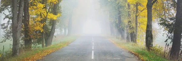 Old Asphalt Country Road Alley Colorful Deciduous Oak Birch Maple — Stock Photo, Image