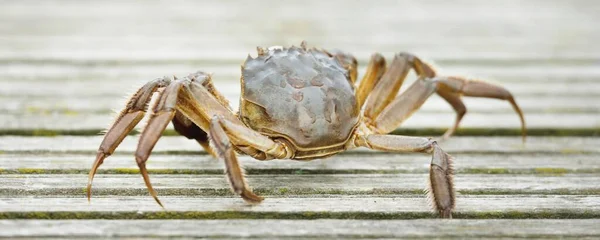 Granchio Eriocheir Sinensis Sul Molo Legno Porto Peschereccio Primo Piano — Foto Stock