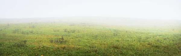 Green Country Agricultural Field Thick White Morning Fog Idyllic Rural — Stockfoto