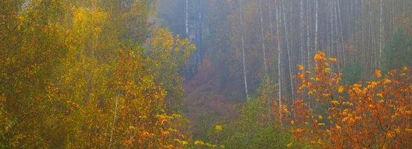在雾气中 中国金秋森林的风景如画的全景 参天大树自然 生态旅游 环境保护 — 图库照片