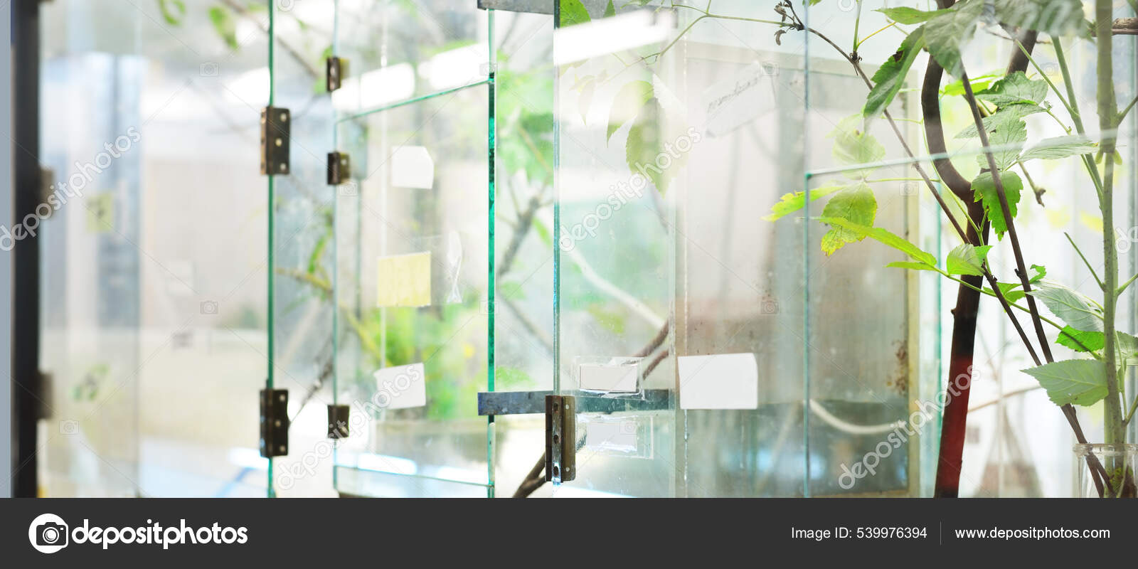 Insectarium Zoo Laboratory Terrarium Shelves Special Equipment Close