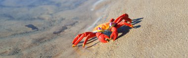 Kumlu bir sahilde renkli kırmızı oyuncak yengeç, yakın plan. Baltık Denizi, Letonya. Çocukluk, eğitim oyuncakları, bilim, biyoloji kavramları