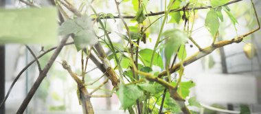 Hayvanat bahçesi laboratuvarındaki böcek yuvası. Teraryum rafları, yakın plan özel ekipmanlar. Araştırma, eğitim, botanik, biyoloji, zooloji, entomoloji, herpetoloji, karsinoloji, çevre koruma teması