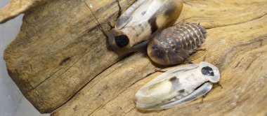 Teraryumdaki dev hamamböceği Blaberus Giganteus, yakın plan. Arka planda ahşap doku var. Çevre koruma, vahşi yaşam, zooloji, böcek bilimi teması