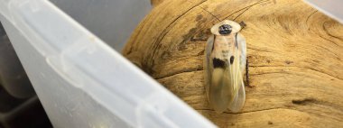 Dev hamamböceği Blaberus Giganteus teraryum kabın içinde, yakın plan. Arka planda ahşap doku var. Çevre koruma, vahşi yaşam, zooloji, böcek bilimi teması