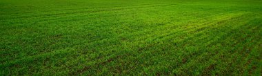 Green plowed agricultural field after a spring flood. Natural texture. Panoramic image, graphic resources. Climate change, global warming, ecology, farming, country living concepts