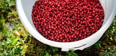 Kırmızı orman meyvelerinin (yaban mersini) bir kovada yakın çekimi. Soyut doğal desen, doku, arka plan, duvar kağıdı. Orman, çevre turizmi, bahçe işleri, tarım endüstrisi kavramları. Sağlıklı, vejetaryen, diyet yemekleri