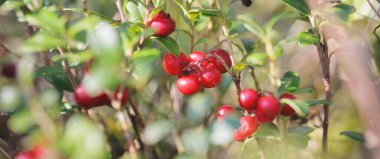 Kırmızı orman böğürtlenlerinin (yaban mersini ve yabanmersini) yakın çekimi. Soyut doğal desen, doku, arka plan, duvar kağıdı. Orman, çevre turizmi, bahçe işleri, tarım endüstrisi kavramları. Sağlıklı, vejetaryen, diyet yemekleri