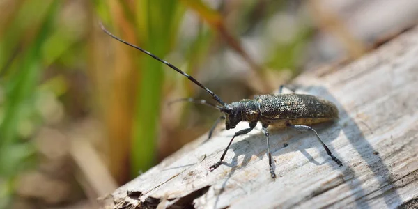 Escarabajo Monochamus Sutor Plaga Madera Hábitat Natural Primer Plano Extremo — Foto de Stock