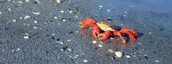 砂浜でカラフルな赤いおもちゃのカニ クローズアップ バルト海 ラトビア 子供時代教育用玩具科学生物学の概念 — ストック写真