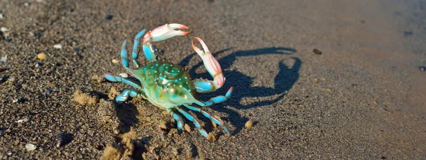 Colorful Green Toy Crab Sandy Beach Close Baltic Sea Latvia — Stock Photo, Image