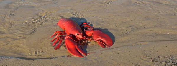 Red Toy Lobster Sandy Beach Close Baltic Sea Latvia Childhood — Stock Photo, Image
