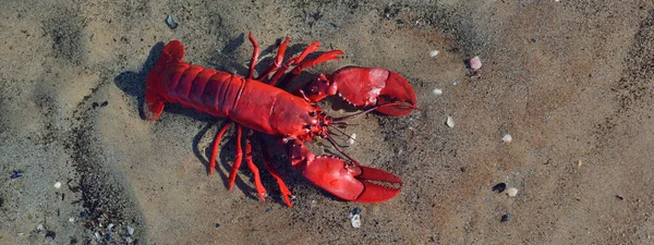 Langosta Juguete Rojo Una Playa Arena Cerca Mar Báltico Letonia — Foto de Stock