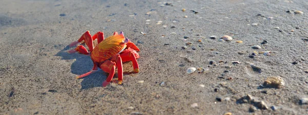 Roter Spielzeug Hummer Einem Sandstrand Aus Nächster Nähe Ostsee Lettland — Stockfoto