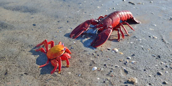 红色的玩具龙虾在沙滩上 波罗的海 拉脱维亚 教育玩具 生物学概念 — 图库照片