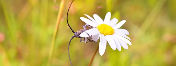 Käfer Monochamus Sutor Holzschädling Natürlichem Lebensraum Extreme Nahaufnahme Einer Kamillenblüte — Stockfoto
