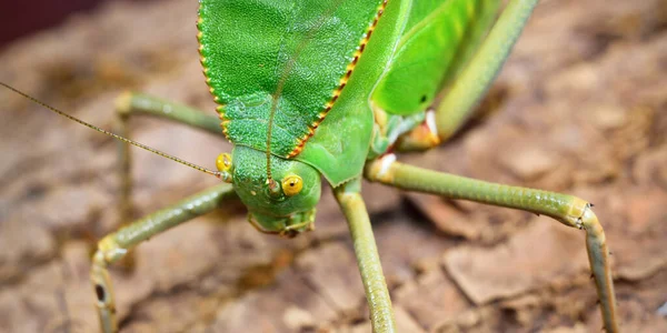 Unique Huge Green Grasshopper Tettigoniidae Siliquofera Grandis Zoo Laboratory Close — Foto de Stock