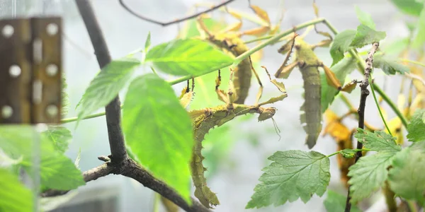 Stok Insect Extatosoma Tiaratum Dierentuin Laboratorium Close Insectenbescherming Van Nieuw — Stockfoto