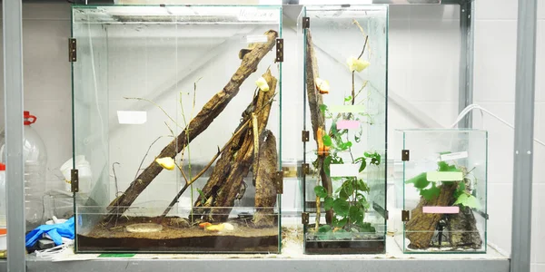 Insectarium Het Dierentuin Laboratorium Terrariumplanken Speciale Uitrusting Close Onderzoek Onderwijs — Stockfoto