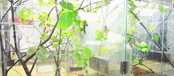 Insectarium Het Dierentuin Laboratorium Terrariumplanken Speciale Uitrusting Close Onderzoek Onderwijs — Stockfoto