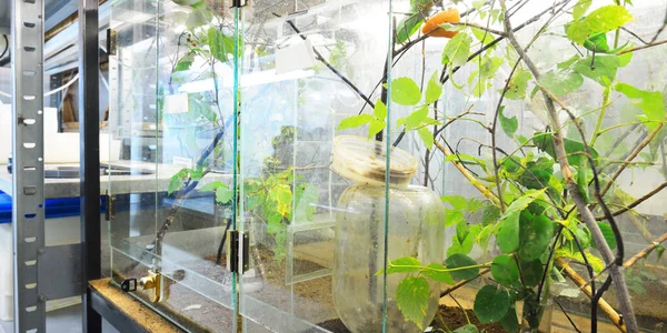 動物園研究室の昆虫館 テラリウム棚 特別な機器を閉じる 植物学 生物学 動物学 昆虫学 遺伝学 環境保護のテーマ — ストック写真