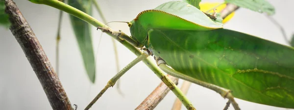 Einzigartige Riesige Grüne Heuschrecke Tettigoniidae Siliquofera Grandis Zoolabor Aus Nächster — Stockfoto