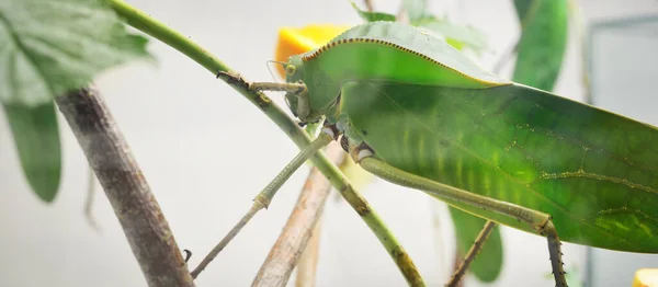 Einzigartige Riesige Grüne Heuschrecke Tettigoniidae Siliquofera Grandis Zoolabor Aus Nächster — Stockfoto