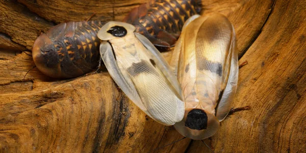 Teraryumdaki dev hamamböceği Blaberus Giganteus, yakın plan. Arka planda ahşap doku var. Çevre koruma, vahşi yaşam, zooloji, böcek bilimi teması