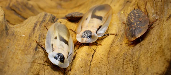 Olbrzymi Karaluch Blaberus Giganteus Terrarium Zbliżenie Drewniana Faktura Tle Ochrona — Zdjęcie stockowe