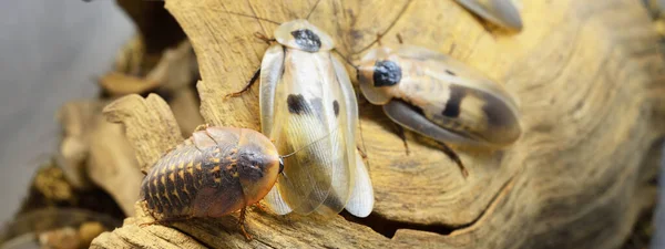 テラリウムの巨大なゴキブリBlaberus Giganteus クローズアップ 木の質感を背景に 環境保全 野生生物 動物学 昆虫学のテーマ — ストック写真