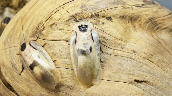 Olbrzymi Karaluch Blaberus Giganteus Terrarium Zbliżenie Drewniana Faktura Tle Ochrona — Zdjęcie stockowe