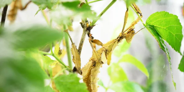 Stick Insekt Extatosoma Tiaratum Zoolabor Nahaufnahme Insektenschutz Neuguinea Und Australien — Stockfoto