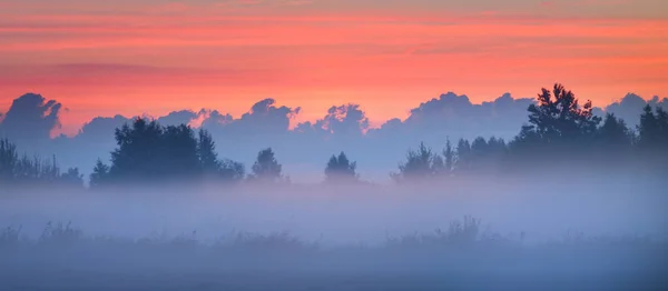 Wiejskie Pole Mgle Wschodzie Słońca Sylwetki Drzew Tle Czysty Złoty — Zdjęcie stockowe