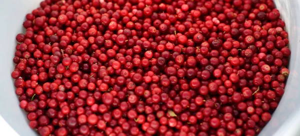 Close-up of red forest berries (lingonberry) in a bucket. Abstract natural pattern, texture, background, wallpaper. Forest, eco tourism, gardening, farm industry concepts. Healthy, vegan, diet food