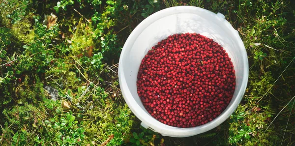 Närbild Röda Skogsbär Lingon Hink Abstrakt Naturligt Mönster Textur Bakgrund — Stockfoto