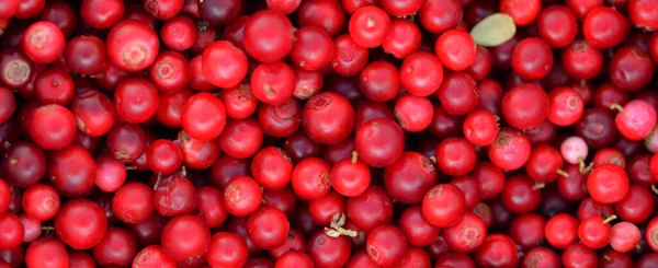 Närbild Röda Skogsbär Lingon Abstrakt Naturligt Mönster Textur Bakgrund Tapeter — Stockfoto