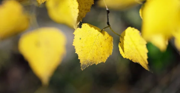 森林里落叶的黄色 宏观摄影 Bokeh 选择性聚焦 模糊效果 欧洲的初秋 气候变化 — 图库照片