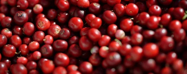 Gros Plan Sur Les Baies Rouges Forêt Airelle Motif Naturel — Photo