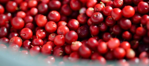 Gros Plan Sur Les Baies Rouges Forêt Airelle Motif Naturel — Photo