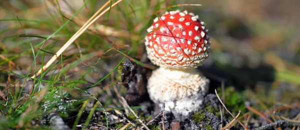 Red Amanita Cogumelo Close Floresta Outono Padrão Natural Textura Conservação — Fotografia de Stock