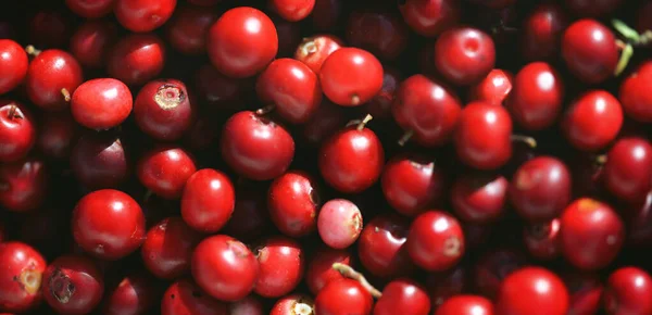 Gros Plan Sur Les Baies Rouges Forêt Airelle Motif Naturel — Photo