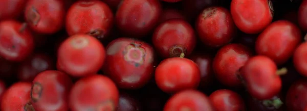 Close Red Forest Berries Lingonberry Abstract Natural Pattern Texture Background — Stock Photo, Image