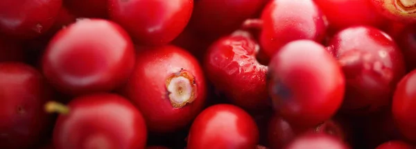 Gros Plan Sur Les Baies Rouges Forêt Airelle Motif Naturel — Photo