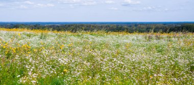 Panoramic aerial view of blooming chamomile field and forest. Summer floral pattern. Setomaa, Estonia. Wildflowers close-up. Environmental conservation, gardening, alternative medicine, ecotourism